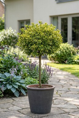 Euonymus fortunei 'Emerald 'n' Gold' på stam 40 cm C4