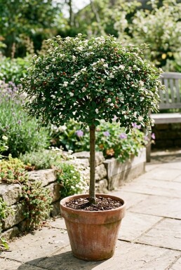 Cotoneaster dammeri 'Streibs Findling' på stam 60 cm C4