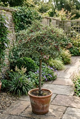 Cotoneaster suecicus 'Juliette' stamväxt 60 cm C4