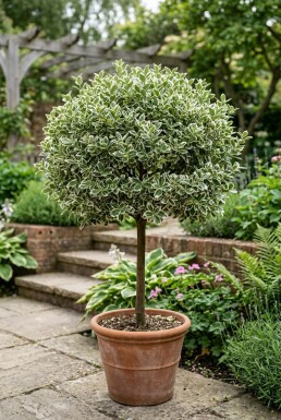 Euonymus fortunei 'Emerald Gaiety' på stam stamhöjd 60 cm C4