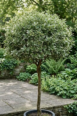 Euonymus fortunei 'Emerald Gaiety' stam 80 cm C4