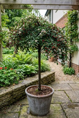 Cotoneaster dammeri 'Winter Jewel' på stam 80 cm C5