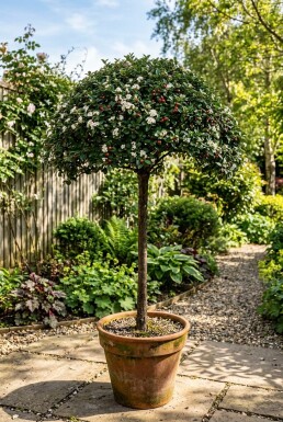 Cotoneaster dammeri 'Namsham' på stam stamhöjd 80 cm C5