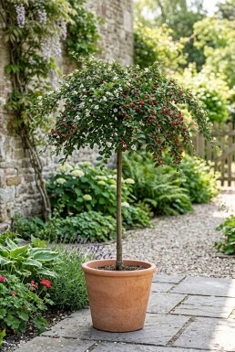 Cotoneaster suecicus 'Coral Beauty' på stam stamhöjd 80 cm C5
