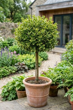 Euonymus fortunei 'Emerald 'n' Gold' på stam 80 cm C5