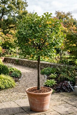 Ginkgo biloba 'Mariken' på stam 80 cm C7,5