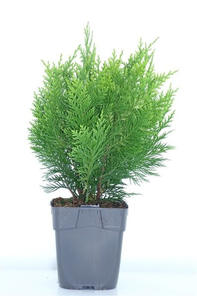Chamaecyparis lawsoniana 'Ivonne' buske 25-30 cm C1