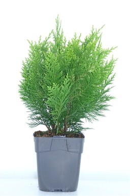 Chamaecyparis lawsoniana 'Ivonne' buske 25-30 cm C1