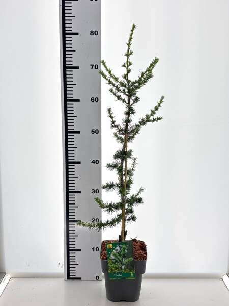 Cedrus libani 'Glauca' buske 20-30 cm C2