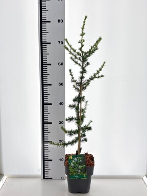 Cedrus libani 'Glauca' buske 20-30 cm C2