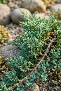 Juniperus horizontalis 'Agnieszka' buske 30–40 cm C2