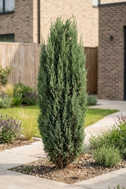 Juniperus communis 'Arnold' buske 25-30 cm C2