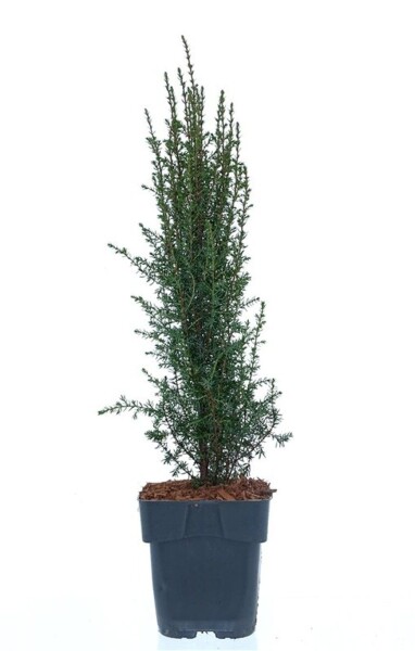Juniperus communis 'Arnold' buske 25-30 cm C2