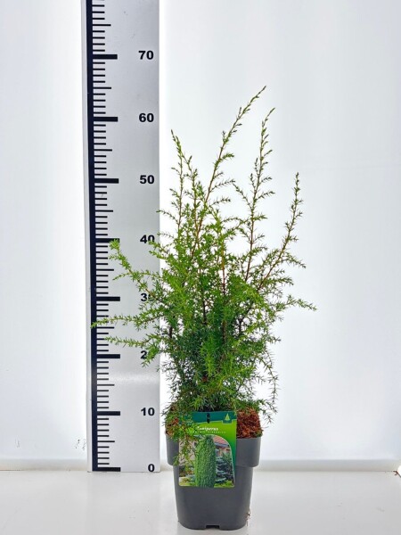 Juniperus communis 'Hibernica' buske 30-35 cm C2