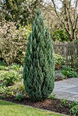 Chamaecyparis lawsoniana 'Ellwood's Empire' buske 30-40 cm C2