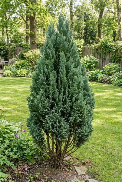 Chamaecyparis lawsoniana 'Ellwood's Empire' buske 30-40 cm C2