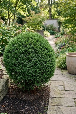 Cryptomeria japonica 'Globosa Nana' buske 40-50 cm C12