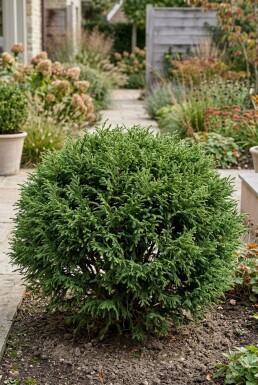 Cryptomeria japonica 'Globosa Nana' buske 40-50 cm C12