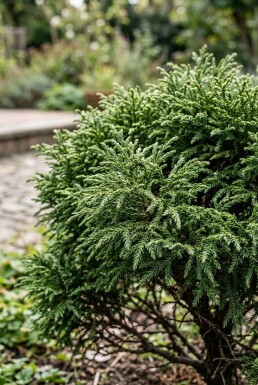 Cryptomeria japonica 'Globosa Nana' buske 40-50 cm C12