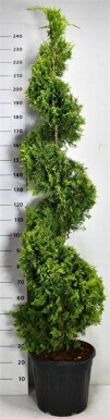 Cuprocyparis leylandii 'Gold Rider' spiralformad 175-200 cm C30
