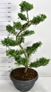 Cupressocyparis leylandii bonsai 125 cm C45