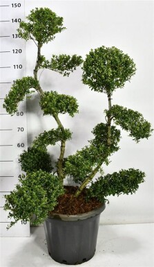 Ilex crenata 'Kin Me' bonsai 100–125 cm C20