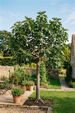 Ficus carica halvstam 120 cm stam C10