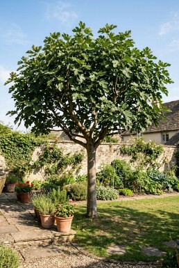 Ficus carica halvstam 120 cm stam C10