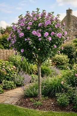 Hibiscus syriacus 'Ardens' halvstam stamhöjd 90 cm C10