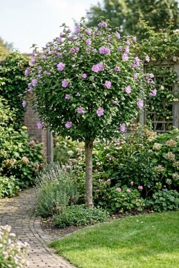 Hibiscus syriacus 'Ardens' halvstam stamhöjd 90 cm C10