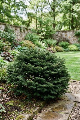 Abies balsamea 'Nana' Buske