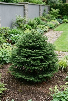 Abies balsamea 'Nana' Buske