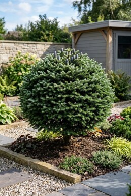 Abies koreana Klot