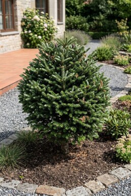 Abies koreana Klot