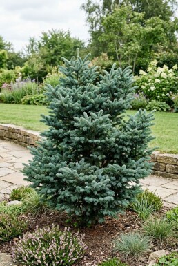 Abies koreana 'Blue Emperor' Buske