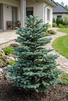 Abies koreana 'Blue Emperor' Buske