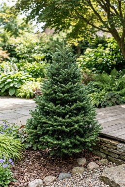 Abies koreana 'Brillant' Buske