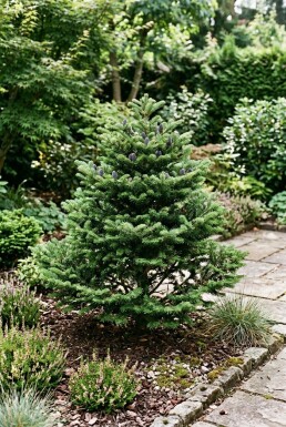 Abies koreana 'Brillant' Buske