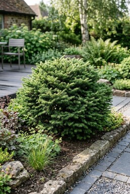 Abies koreana 'Cis' Buske
