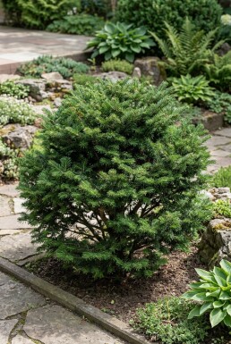 Abies koreana 'Cis' Buske