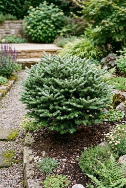 Abies koreana 'Kohout's Icebreaker' Buske