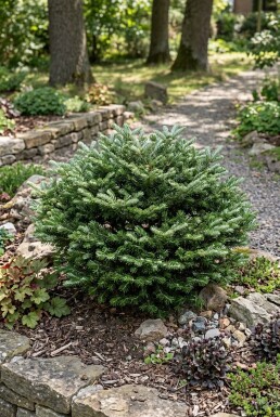 Abies koreana 'Kohout's Icebreaker' Buske