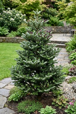 Abies koreana 'Silberlocke' Buske