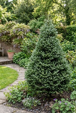 Abies koreana 'Silberlocke' Buske