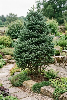 Abies lasiocarpa 'Compacta' Buske