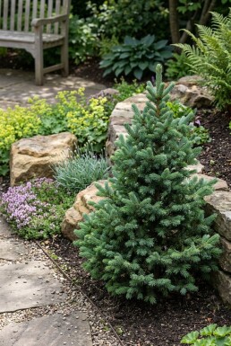 Abies lasiocarpa 'Compacta' Buske