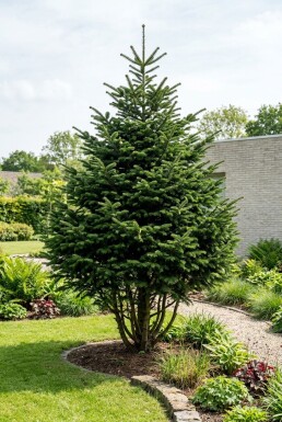 Abies nordmanniana Buske
