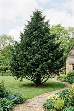 Abies nordmanniana Buske