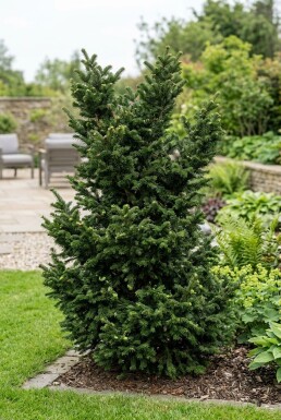 Abies nordmanniana 'Dobrichovice' Buske
