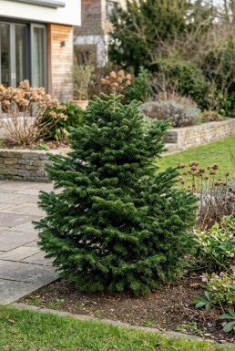 Abies nordmanniana 'Dobrichovice' Buske